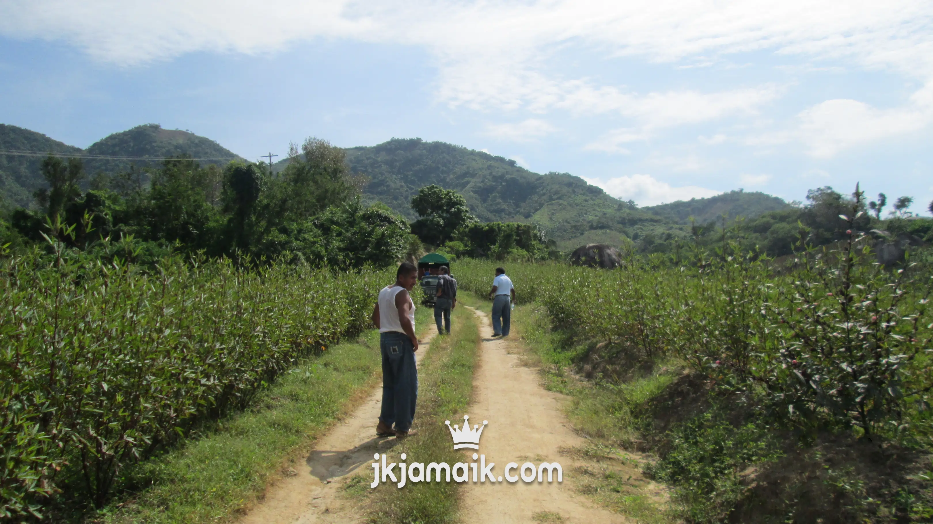 Sembradios de jamaica en la comunidad Zapoteca